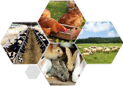 長期穩定的飼料實驗基地 同等質量價格更優 長期穩定的飼料實驗基地 同等質量價格更優